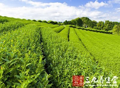 茶，是的世界三大饮料之一，被称为“东方饮料的皇帝”