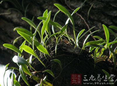 抱树莲的药用价值与应用