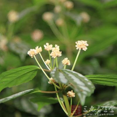 背花疮的药用价值与应用