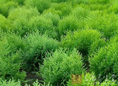 西藏圆柏功效与作用