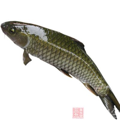 鲩鱼的药用价值与应用