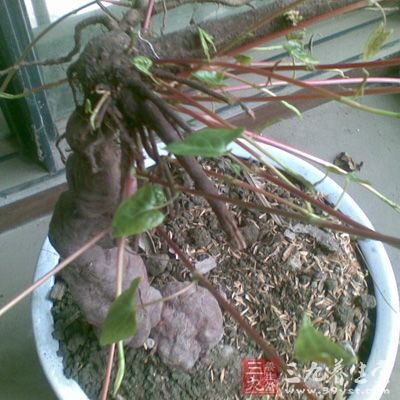 《药品化义》：益肝，敛血，滋阴。治腰膝软弱，筋骨酸痛，截虚疟，止肾泻，除崩漏，解带下