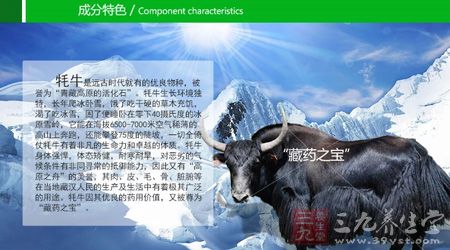 彼阳牌牦牛骨髓壮骨粉规格成分特色 彼阳牌牦牛骨髓壮骨粉规格成分特色
