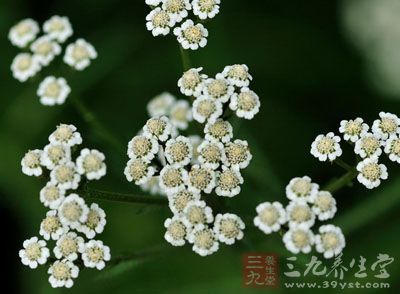 蓍实的药用价值与应用