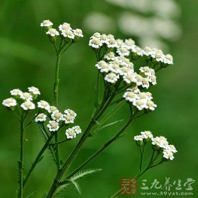 蓍实的药用价值与应用_补益药_中药图典_中药