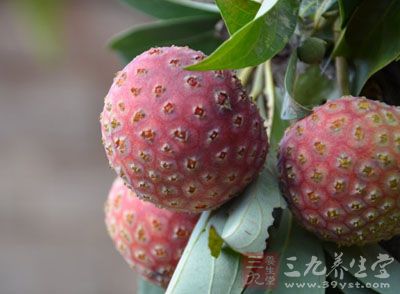 鸡嗉子的药用价值与应用