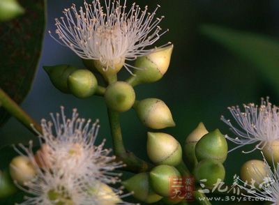 细叶桉的果实功效与作用