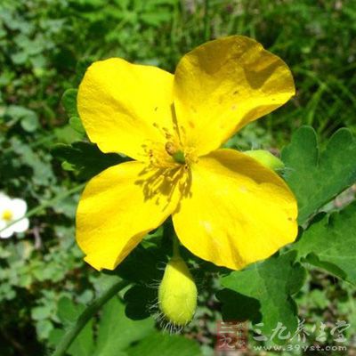 细叶刺针草功效与作用_中药百科_中药大全