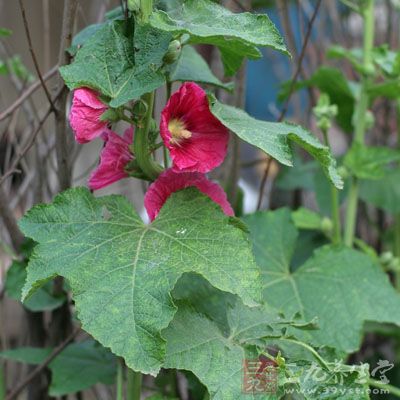 芙蓉叶的药用价值与应用