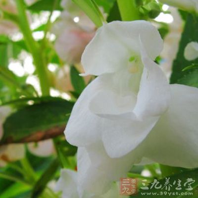 白凤仙花30克