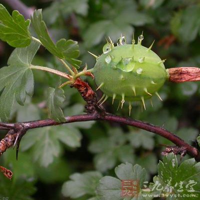 主疮疖;湿疱;无名肿毒;湿疹瘙痒;黄疸型肝炎