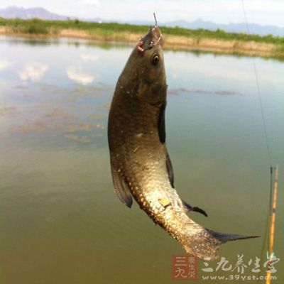 鯽魚是廣溫性魚，在15~25℃攝食旺盛，春秋季節(jié)，氣溫、水溫適合全天垂釣