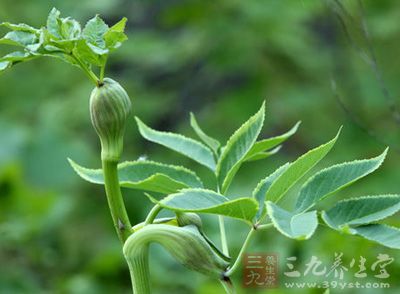 狭叶当归功效与作用_中药百科_中药大全