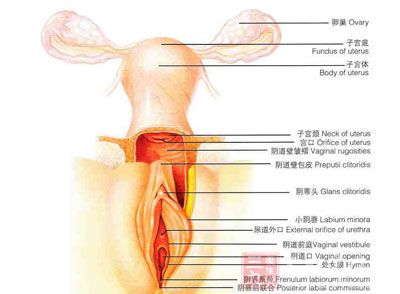 這種類型的出血是子宮內膜剝脫不全