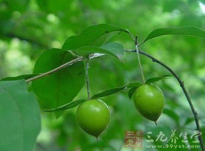 仙顶梨功效与作用