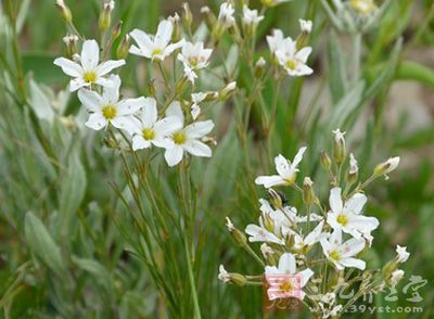 线叶蚤缀根功效与作用