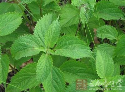 始载于《宁夏中草药手册》. 归经肝经,肾经. 药性凉,药味辛,苦.