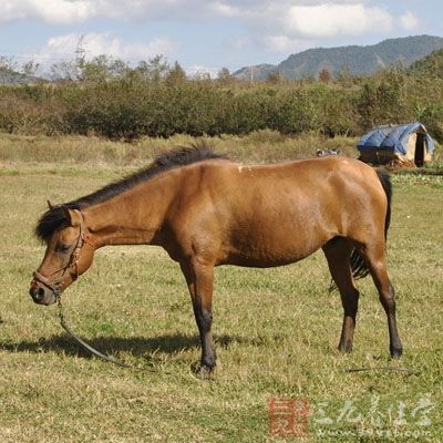 马乳耳朵药用价值与应用