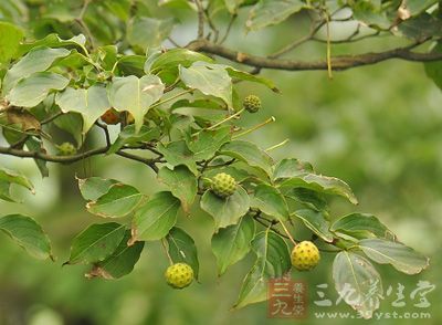 香港四照花果功效与作用