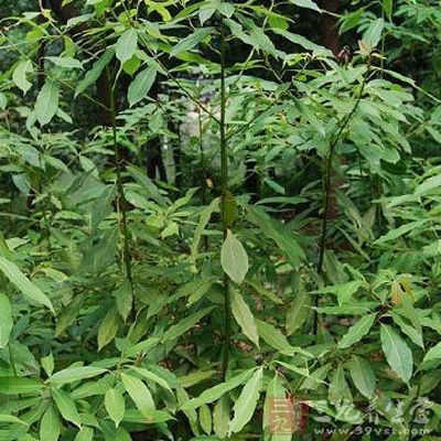 香皮树功效与作用-三九养生堂养生百科