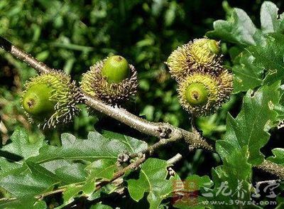 橡实壳功效与作用