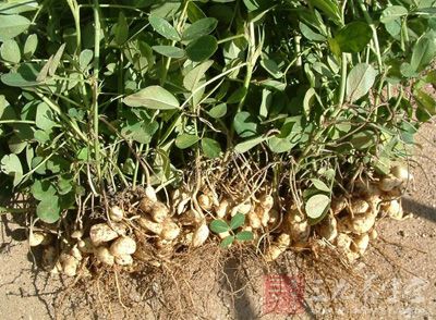 小扁豆根功效与作用-三九养生堂养生百科