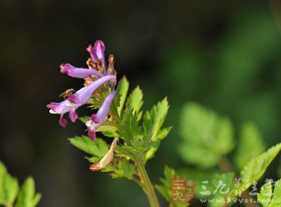 黄花紫堇的药用价值与应用