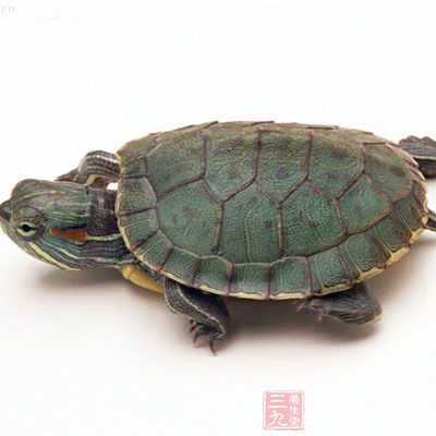 乌龟为什么叫王巴?
