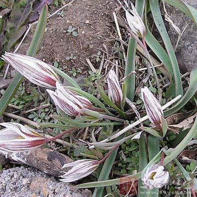 有些地区将百合科多年生纤弱草本植物老鸦瓣的鳞茎,亦作山慈姑用,药名
