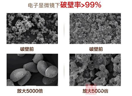电子显微镜下破壁率>99%
