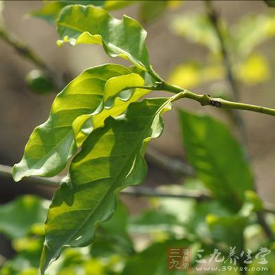 主感冒;咳嗽;哮喘