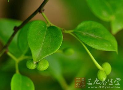 药材基源:为清风藤科植物小花清风藤的茎和叶