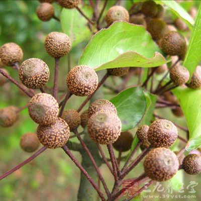 鹿梨根皮的药用价值与应用