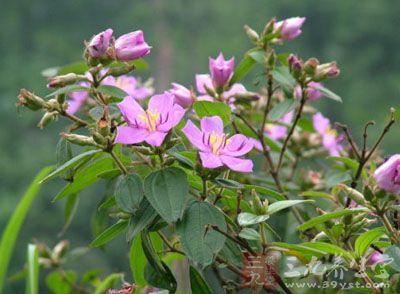 药材基源:为野牡丹科植物展毛野牡丹的根或叶