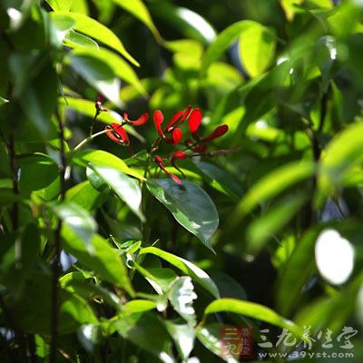 蝴蝶树的药用价值与应用