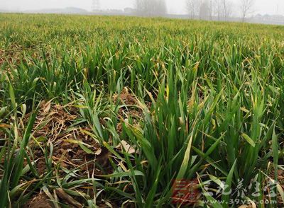 小麦苗功效与作用