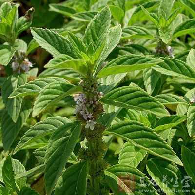 小叶薄荷功效与作用