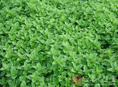 小叶薄荷功效与作用