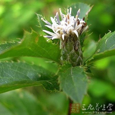 苍术的药用价值与应用