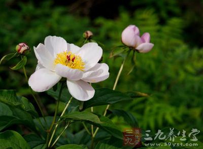 心叶风毛菊功效与作用