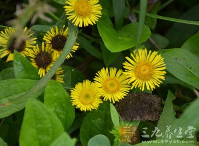【别名】金沸草,六月菊,鼓子花,滴滴金,小黄花子,金钱花,驴儿菜.