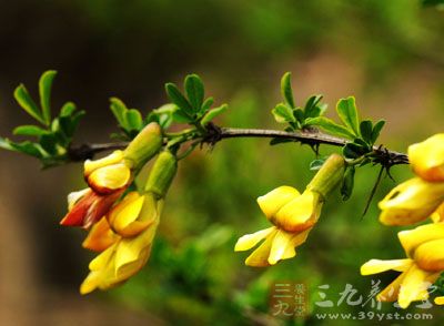 《救荒本草》),金鹊花(《滇南本草》),黄雀花(《纲目拾遗》),阳雀花