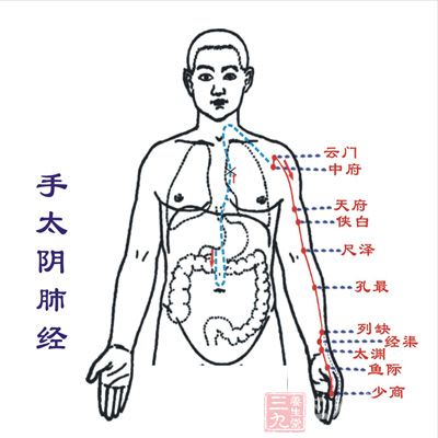 穴位：肺经(肺金)