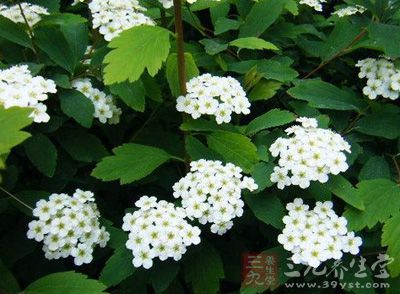 为蔷薇科植物粉花绣线菊的叶
