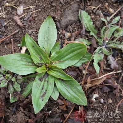 车前草200克，米酷适量。将车前草全草焙成炭，浸入米醋，一周后用该药醋外涂患处，每日2~3次