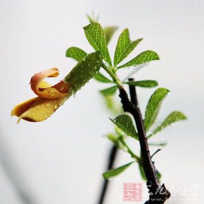 阳雀花根的药用价值与应用