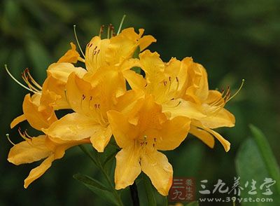 【别名】踯躅花(《本草图经》),惊羊花,老虎花(《纲目》),石棠花
