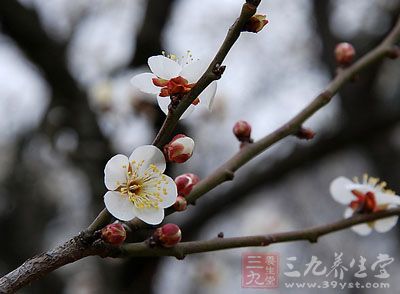 白梅花的药用价值与应用