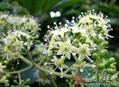 伞房状圆锥花序,腋生,长2-5cm