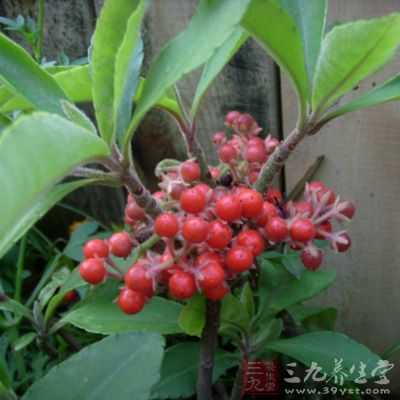 雪下红功效与作用